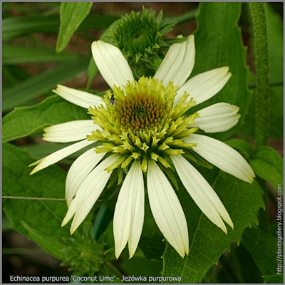 Echinacea purpurea 'Coconut Lime' - Jeżówka purpurowa 'Coconut Lime'