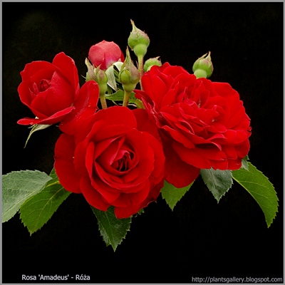 Rosa 'Amadeus' - Róża 'Amadeus'