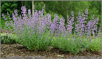  Nepeta Faassenii - Kocimiętka Faassena