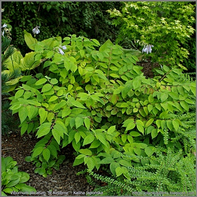 Viburnum plicatum 'St Keverne' - Kalina japońska 'St Keverne' 
