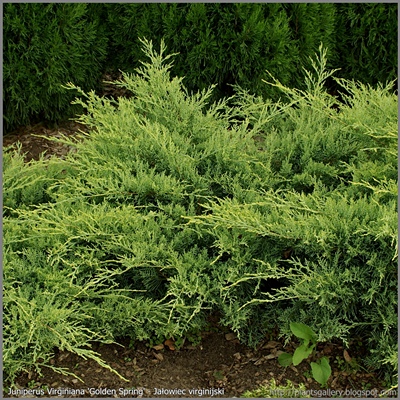 Juniperus Virginiana 'Golden Spring' - Jałowiec virginijski 'Golden Spring'