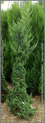 Juniperus chinensis 'Robusta Green' - Jałowiec chiński 'Robusta Green' 