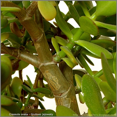 Crassula ovata - Grubosz jajowaty, drzewko szczęścia