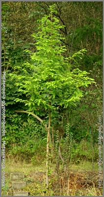 Metasequoia glyptostroboides - Metasekwoja chińska 