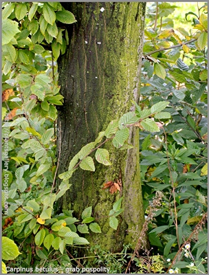 Carpinus betulus - Grab pospolity