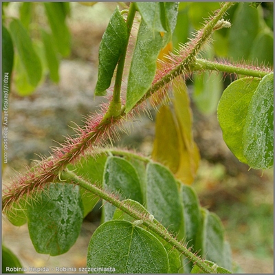 Robinia hispida 'Macrophylla' - Robinia szczeciniasta 'Macrophylla'