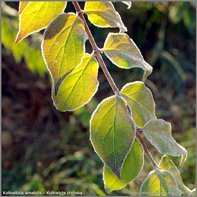 Kolkwitzia amabilis - Kolkwicja chińska