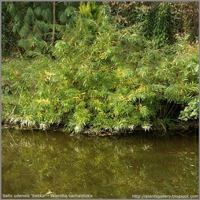 Salix udensis 'Sekka' - Wierzba sachalińska  'Sekka'