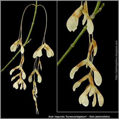 Acer negundo 'Aureovariegatum' seeds - Klon jesionolistny nasiona