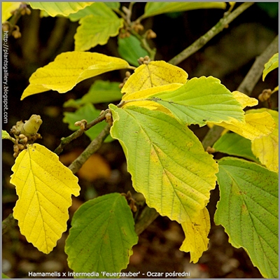 Hamamelis x intermedia 'Feuerzauber' autumn leaf - Oczar pośredni 'Feuerzauber' liście jesienią