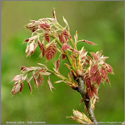 Quercus rubra - Dąb czerwony młode liście