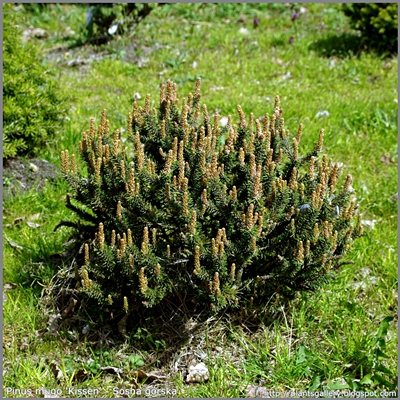 Pinus mugo 'Kissen' - Sosna górska 'Kissen'