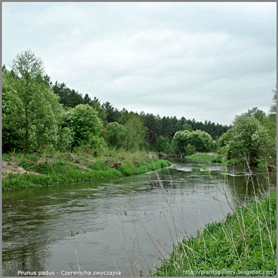 Prunus padus - Czeremcha zwyczajna