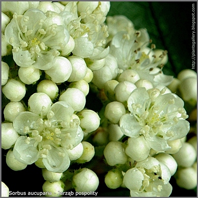 Sorbus aucuparia flower - Jarząb pospolity kwiaty