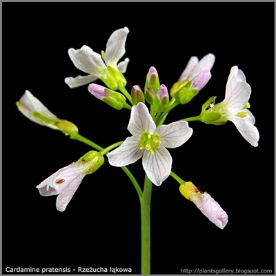 Cardamine pratensis - Rzeżucha łąkowa
