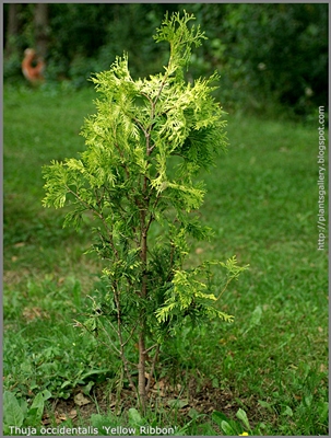 Thuja occidentalis 'Yellow Ribbon' - Żywotnik zachodni 'Yellow Ribbon'