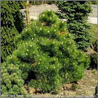 Pinus nigra 'Helga' - Sosna czarna 'Helga'