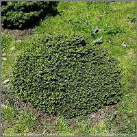 Picea abies 'Little Gem' - Świerk pospolity 'Little Gem' 