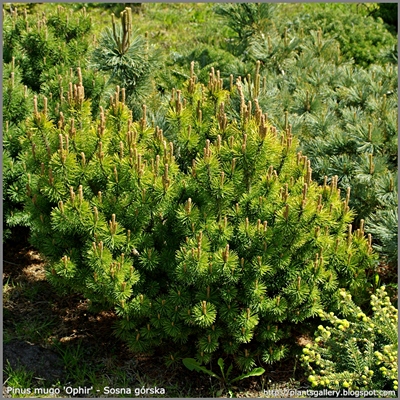 Pinus mugo 'Ophir' - Sosna górska 'Ophir'