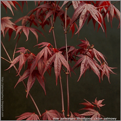 Acer palmatum 'Bloodgood' - Klon palmowy 'Bloodgood'