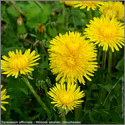 Taraxacum officinale - Mniszek lekarski, dmuchawiec