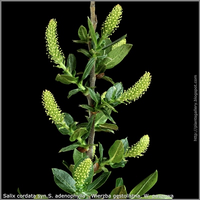 Salix cordata syn.S. adenophylla - Wierzba gęstolistna, W. paszowa
