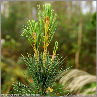 Pinus koraiensis - Sosna koreańska