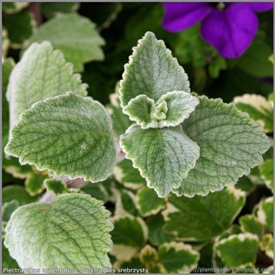 Plectranthus argentatus - Plektrantus srebrzysty