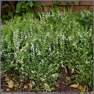 Euonymus fortunei 'Silverstone' - Trzmielina Fortune'a 'Silverstone'