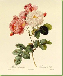 rosa damascena