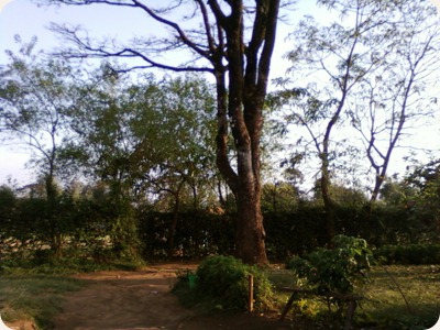 Nyerere tree 1961