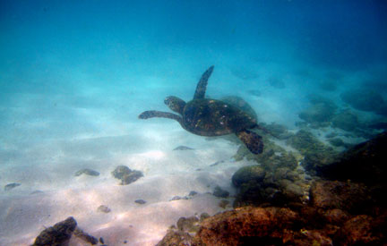 Hawaiian Green Sea Turtle, Honu