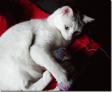 katzen und wolle katzen und wolle