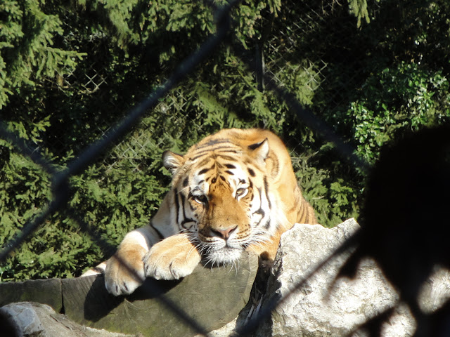 Tigre