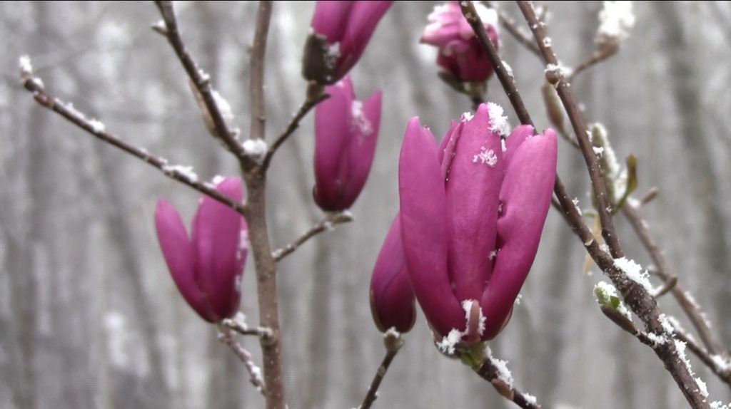 [32611-magnolia[3].jpg]