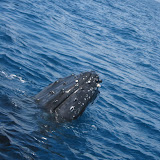 Humpback whale near Fraser Island