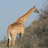 Giraffe12.JPG