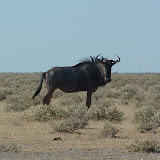 Wildebiest3_edit.jpg