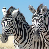 Zebra faces.JPG