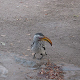 103 May 2005 Namibia Etosha Natl Park Halali campsite hornbill.JPG