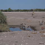 117 May 2005 Namibia Etosha Natl Park.JPG