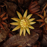 Pods on the forest floor