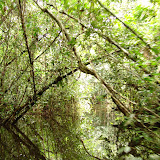 253 Feb 2006  Caxiuana Ferreira Penna Scientific Research Station.JPG