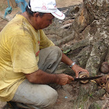 A man cutting open a pod 
containing Brazil nuts, 
which grow in the Amazon.