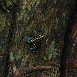 All fun and games until I 
realized they were 
poison dart frogs!