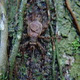 119 Feb 2006  Caxiuana Ferreira Penna Scientific Research Station.JPG