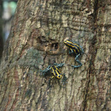Poisonous Dart Frogs 
(touching one of the Columbian
 variety has enough venom
to kill 10 people - these 
aren't that lethal!).