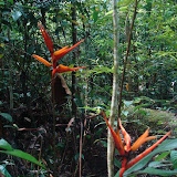 153 Feb 2006  Caxiuana Ferreira Penna Scientific Research Station.JPG