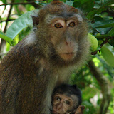 220 Oct 2005 Palawan, Philippines Sabang monkeys.JPG