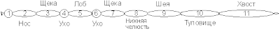 Схема пузырей, голова и туловище